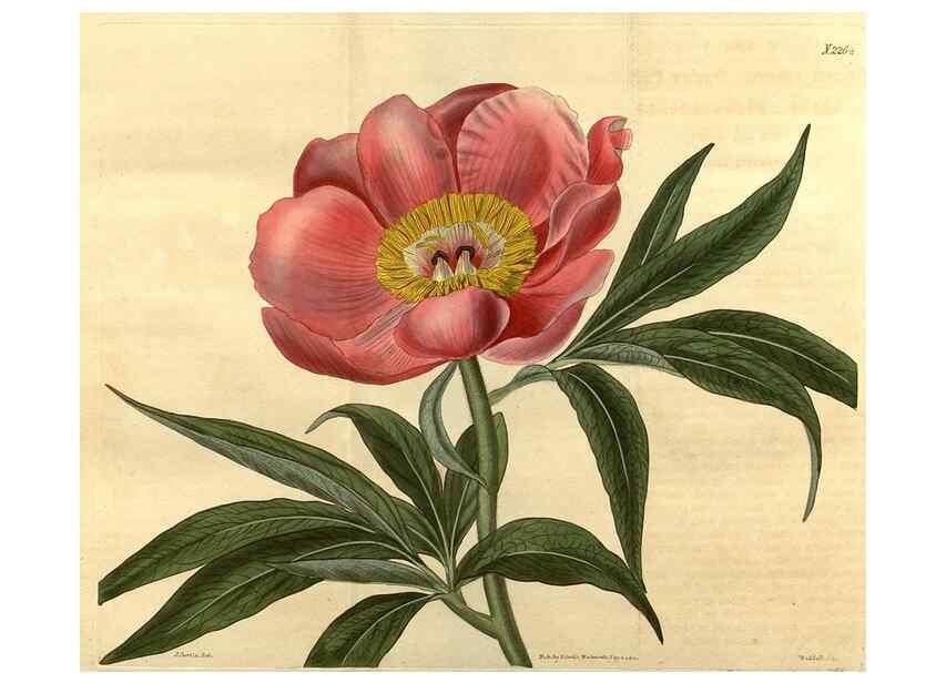 Reproducción/Reproduction 35025013212: Curtis's botanical magazine.. London ; New York [etc.] :Academic Press [etc.]