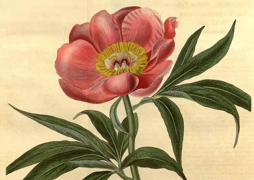 Reproducción/Reproduction 35025013212: Curtis's botanical magazine.. London ; New York [etc.] :Academic Press [etc.]