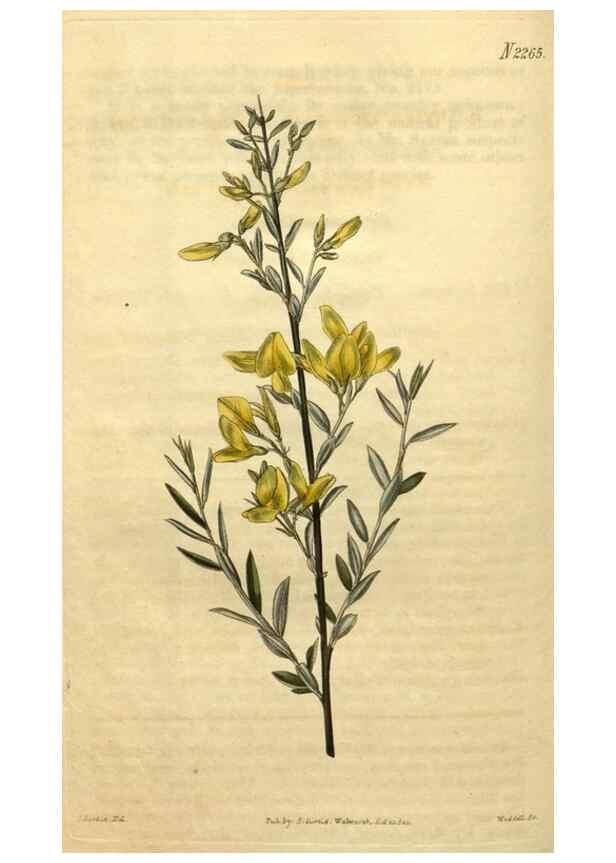 Reproducción/Reproduction 35190301785: Curtis's botanical magazine.. London ; New York [etc.] :Academic Press [etc.]