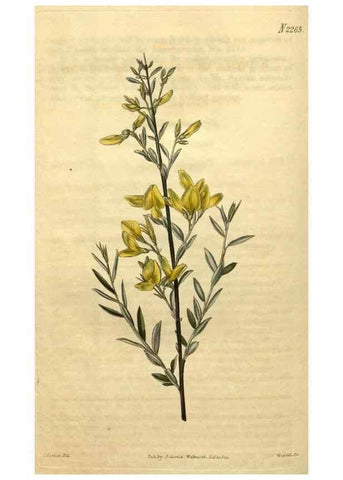 Reproducción/Reproduction 35190301785: Curtis's botanical magazine.. London ; New York [etc.] :Academic Press [etc.]