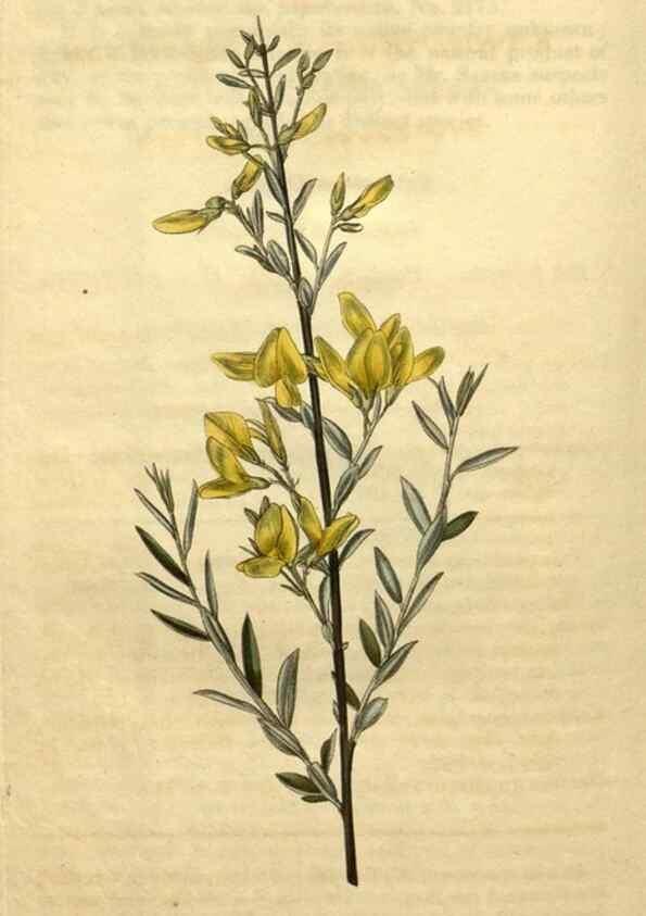 Reproducción/Reproduction 35190301785: Curtis's botanical magazine.. London ; New York [etc.] :Academic Press [etc.]