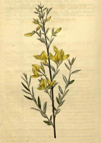 Reproducción/Reproduction 35190301785: Curtis's botanical magazine.. London ; New York [etc.] :Academic Press [etc.]