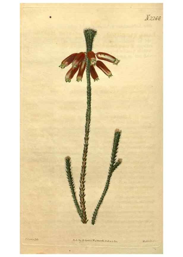 Reproducción/Reproduction 35025017342: Curtis's botanical magazine.. London ; New York [etc.] :Academic Press [etc.]