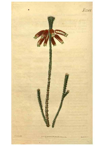 Reproducción/Reproduction 35025017342: Curtis's botanical magazine.. London ; New York [etc.] :Academic Press [etc.]