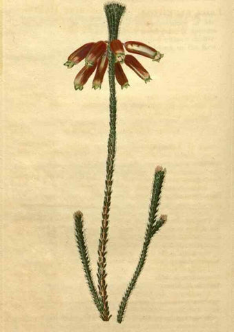 Reproducción/Reproduction 35025017342: Curtis's botanical magazine.. London ; New York [etc.] :Academic Press [etc.]