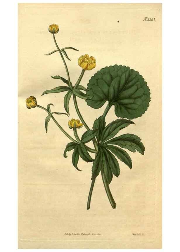 Reproducción/Reproduction 35025019122: Curtis's botanical magazine.. London ; New York [etc.] :Academic Press [etc.]