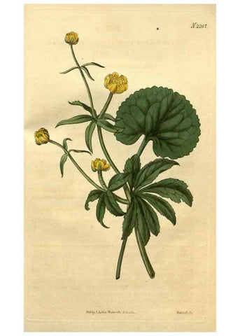 Reproducción/Reproduction 35025019122: Curtis's botanical magazine.. London ; New York [etc.] :Academic Press [etc.]