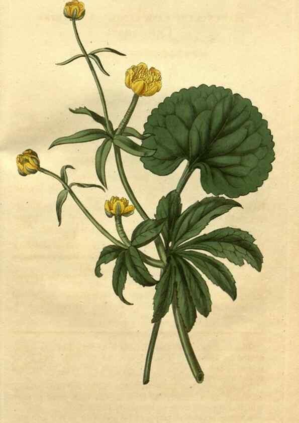 Reproducción/Reproduction 35025019122: Curtis's botanical magazine.. London ; New York [etc.] :Academic Press [etc.]