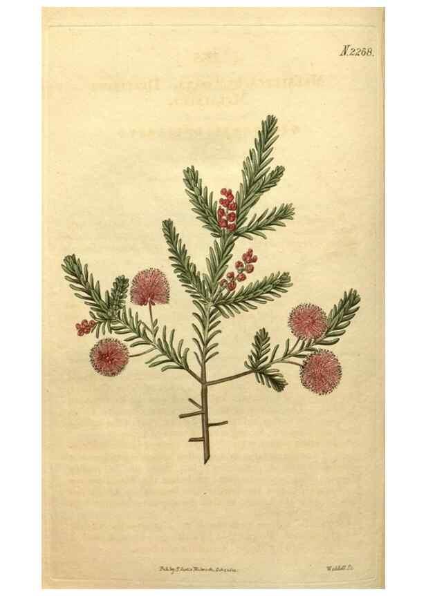 Reproducción/Reproduction 35190307525: Curtis's botanical magazine.. London ; New York [etc.] :Academic Press [etc.]