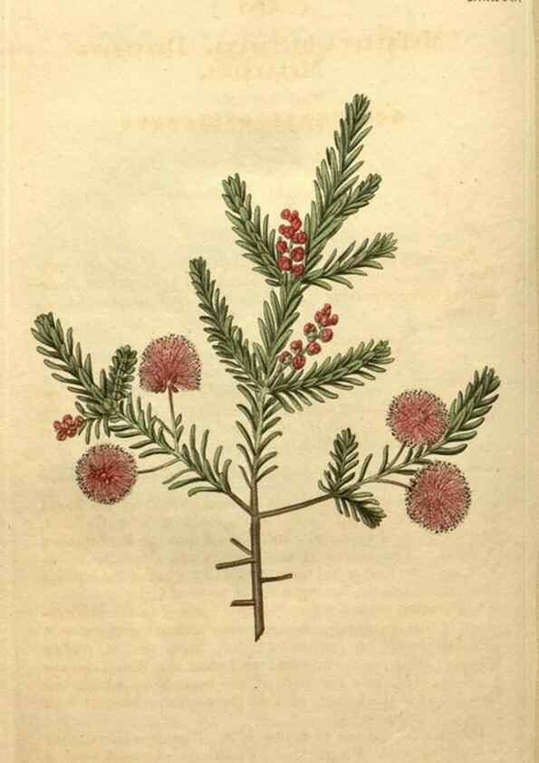 Reproducción/Reproduction 35190307525: Curtis's botanical magazine.. London ; New York [etc.] :Academic Press [etc.]