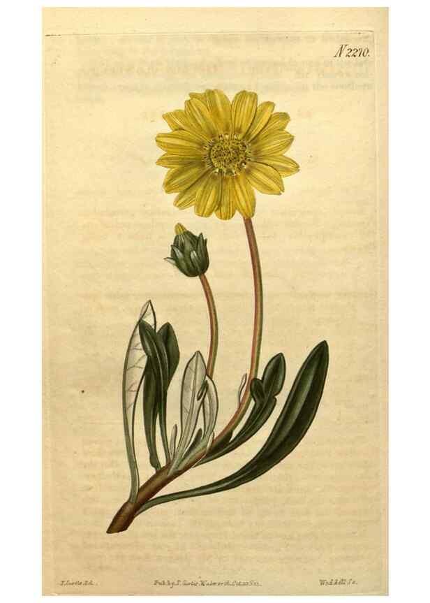 Reproducción/Reproduction 35025026402: Curtis's botanical magazine.. London ; New York [etc.] :Academic Press [etc.]