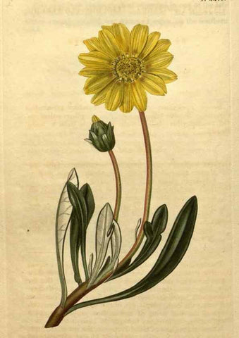 Reproducción/Reproduction 35025026402: Curtis's botanical magazine.. London ; New York [etc.] :Academic Press [etc.]