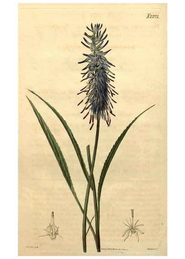 Reproducción/Reproduction 35025028932: Curtis's botanical magazine.. London ; New York [etc.] :Academic Press [etc.]