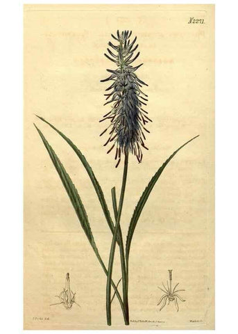 Reproducción/Reproduction 35025028932: Curtis's botanical magazine.. London ; New York [etc.] :Academic Press [etc.]