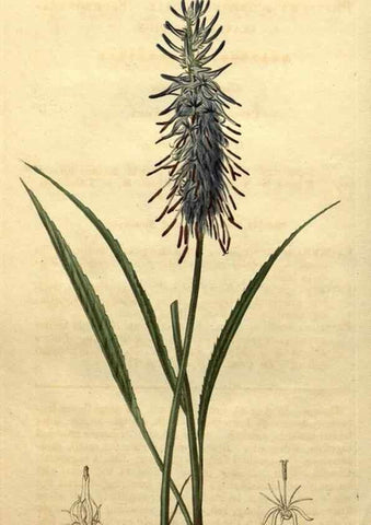 Reproducción/Reproduction 35025028932: Curtis's botanical magazine.. London ; New York [etc.] :Academic Press [etc.]
