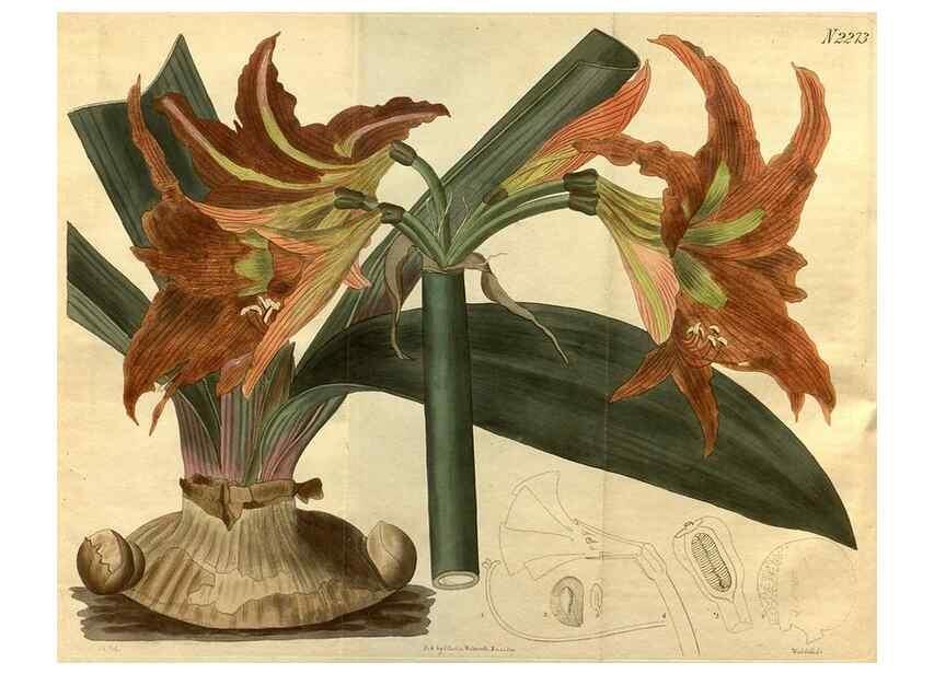 Reproducción/Reproduction 35060015531: Curtis's botanical magazine.. London ; New York [etc.] :Academic Press [etc.]