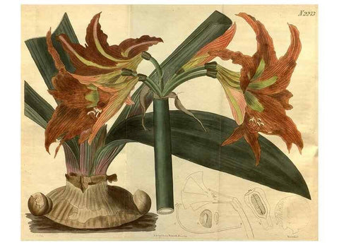 Reproducción/Reproduction 35060015531: Curtis's botanical magazine.. London ; New York [etc.] :Academic Press [etc.]