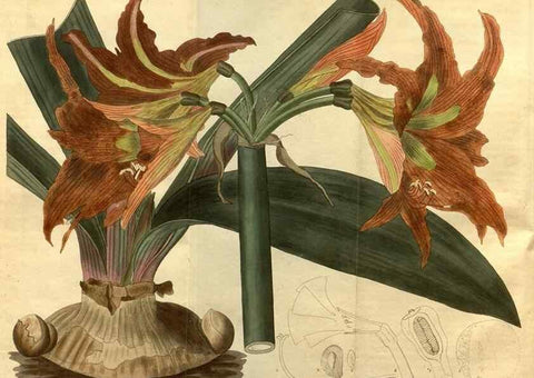 Reproducción/Reproduction 35060015531: Curtis's botanical magazine.. London ; New York [etc.] :Academic Press [etc.]