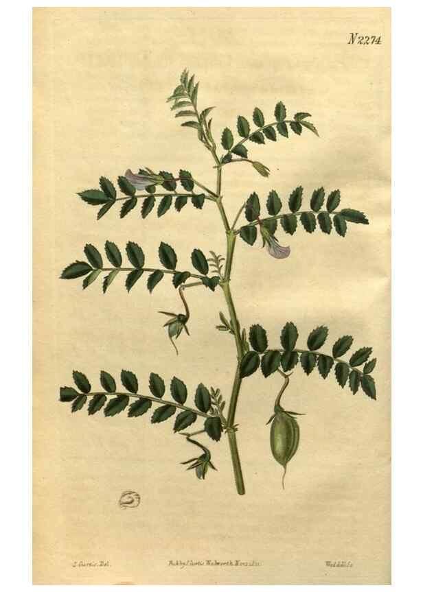 Reproducción/Reproduction 35060016761: Curtis's botanical magazine.. London ; New York [etc.] :Academic Press [etc.]