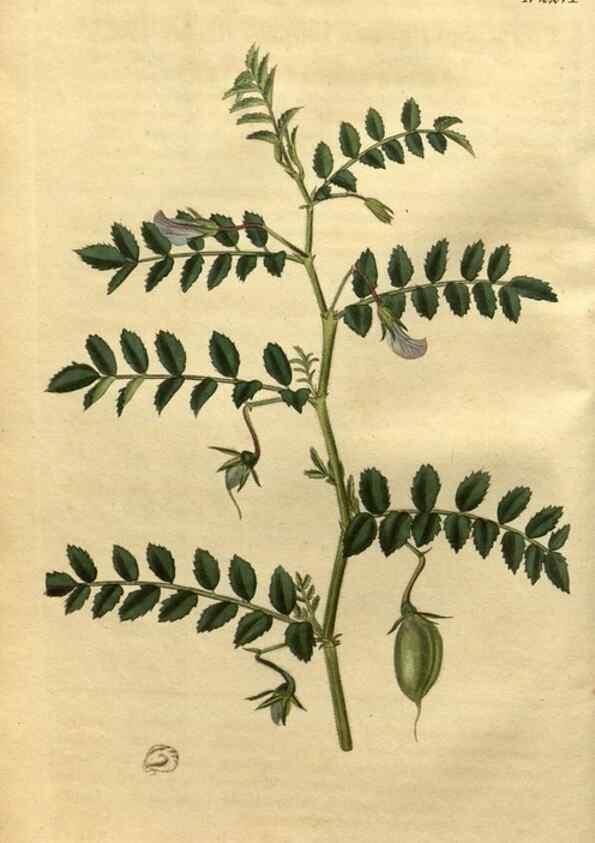 Reproducción/Reproduction 35060016761: Curtis's botanical magazine.. London ; New York [etc.] :Academic Press [etc.]
