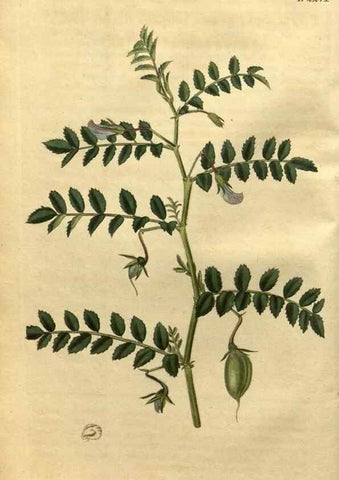 Reproducción/Reproduction 35060016761: Curtis's botanical magazine.. London ; New York [etc.] :Academic Press [etc.]