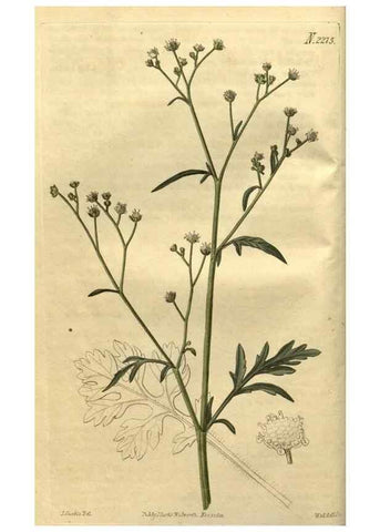Reproducción/Reproduction 35025139462: Curtis's botanical magazine.. London ; New York [etc.] :Academic Press [etc.]
