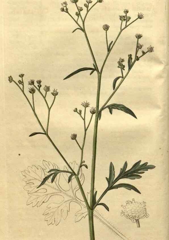 Reproducción/Reproduction 35025139462: Curtis's botanical magazine.. London ; New York [etc.] :Academic Press [etc.]