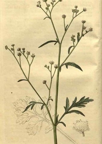 Reproducción/Reproduction 35025139462: Curtis's botanical magazine.. London ; New York [etc.] :Academic Press [etc.]