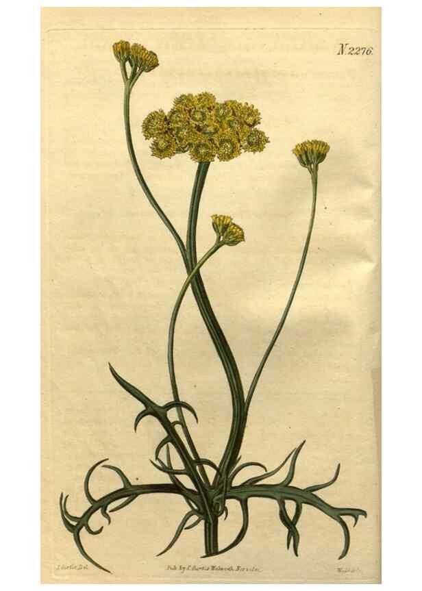 Reproducción/Reproduction 35025141482: Curtis's botanical magazine.. London ; New York [etc.] :Academic Press [etc.]