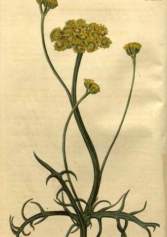 Reproducción/Reproduction 35025141482: Curtis's botanical magazine.. London ; New York [etc.] :Academic Press [etc.]