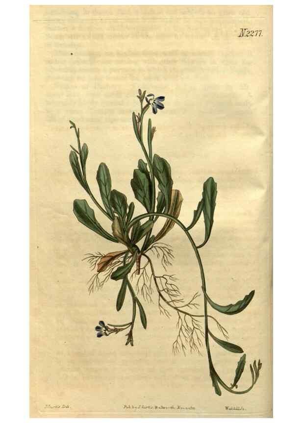 Reproducción/Reproduction 35025143432: Curtis's botanical magazine.. London ; New York [etc.] :Academic Press [etc.]