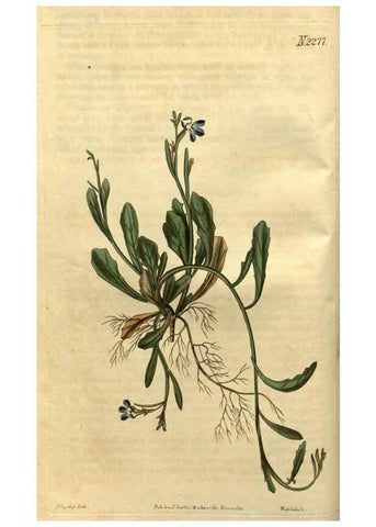Reproducción/Reproduction 35025143432: Curtis's botanical magazine.. London ; New York [etc.] :Academic Press [etc.]