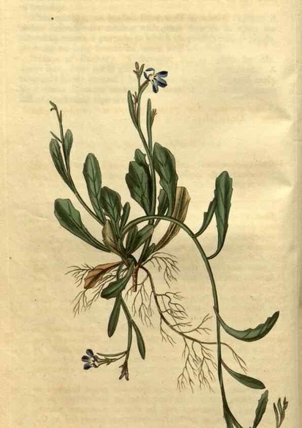 Reproducción/Reproduction 35025143432: Curtis's botanical magazine.. London ; New York [etc.] :Academic Press [etc.]
