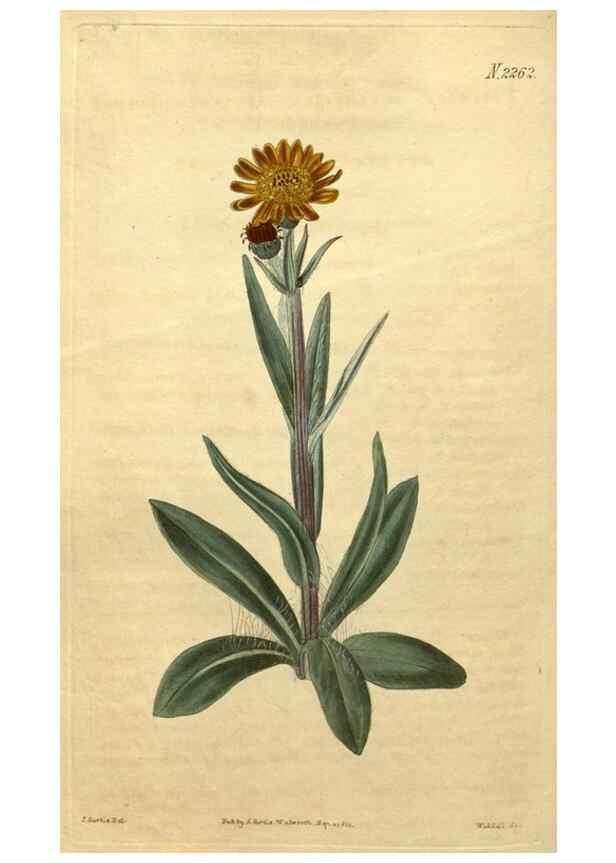 Reproducción/Reproduction 35059895111: Curtis's botanical magazine.. London ; New York [etc.] :Academic Press [etc.]
