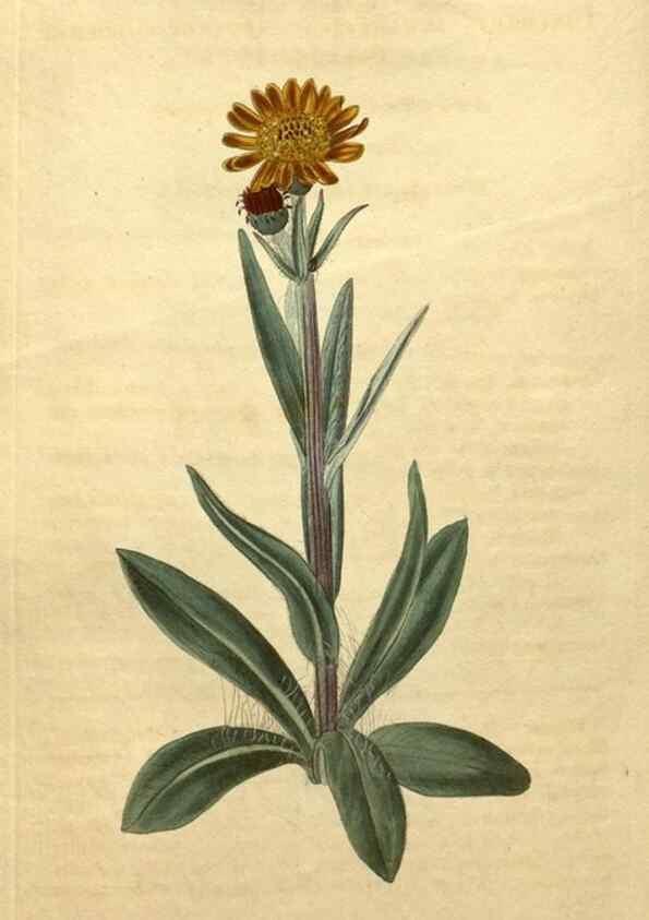 Reproducción/Reproduction 35059895111: Curtis's botanical magazine.. London ; New York [etc.] :Academic Press [etc.]