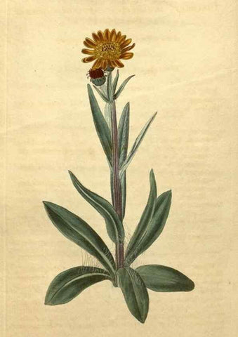 Reproducción/Reproduction 35059895111: Curtis's botanical magazine.. London ; New York [etc.] :Academic Press [etc.]