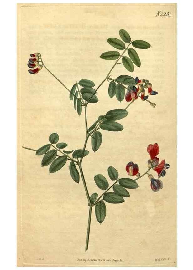 Reproducción/Reproduction 35059893131: Curtis's botanical magazine.. London ; New York [etc.] :Academic Press [etc.]