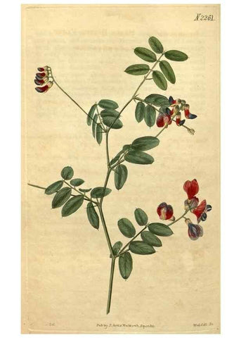Reproducción/Reproduction 35059893131: Curtis's botanical magazine.. London ; New York [etc.] :Academic Press [etc.]