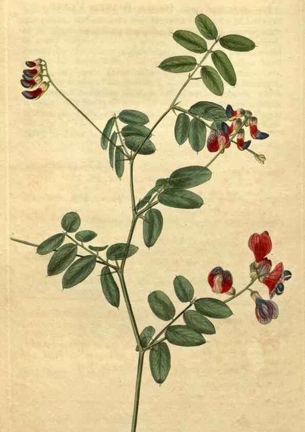 Reproducción/Reproduction 35059893131: Curtis's botanical magazine.. London ; New York [etc.] :Academic Press [etc.]