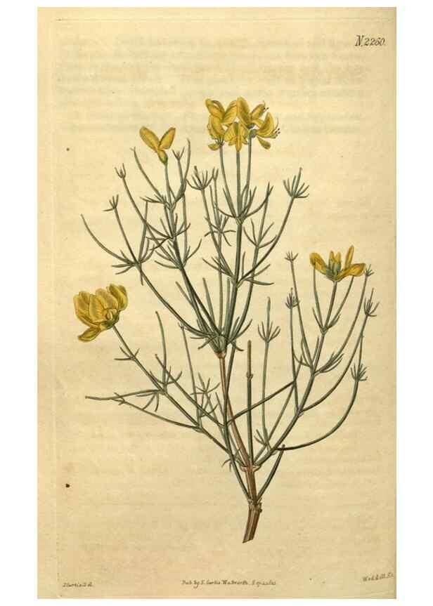 Reproducción/Reproduction 35059891311: Curtis's botanical magazine.. London ; New York [etc.] :Academic Press [etc.]