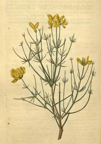 Reproducción/Reproduction 35059891311: Curtis's botanical magazine.. London ; New York [etc.] :Academic Press [etc.]