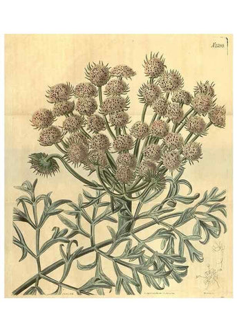 Reproducción/Reproduction 35025008132: Curtis's botanical magazine.. London ; New York [etc.] :Academic Press [etc.]