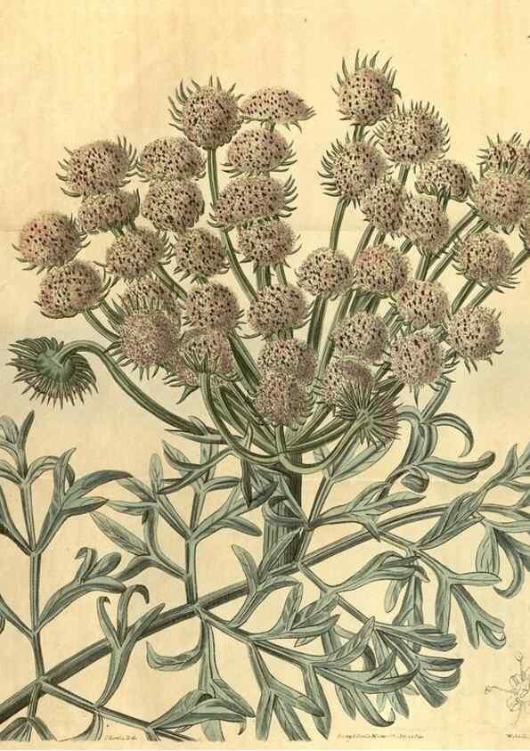 Reproducción/Reproduction 35025008132: Curtis's botanical magazine.. London ; New York [etc.] :Academic Press [etc.]