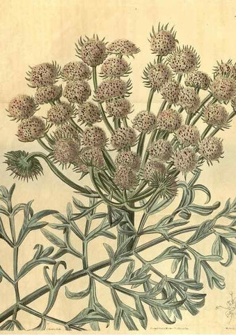 Reproducción/Reproduction 35025008132: Curtis's botanical magazine.. London ; New York [etc.] :Academic Press [etc.]