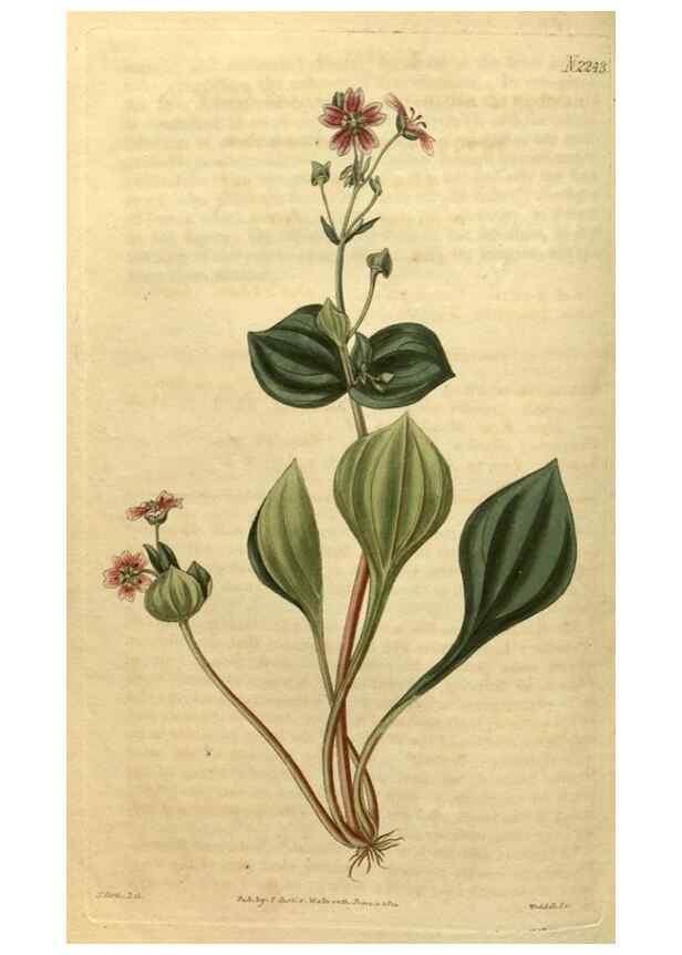 Reproducción/Reproduction 34803672080: Curtis's botanical magazine.. London ; New York [etc.] :Academic Press [etc.]