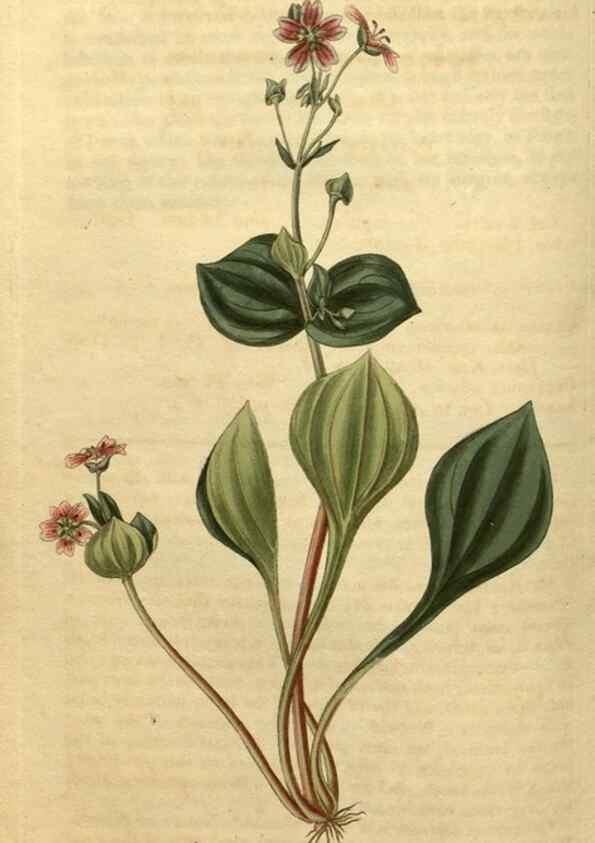 Reproducción/Reproduction 34803672080: Curtis's botanical magazine.. London ; New York [etc.] :Academic Press [etc.]