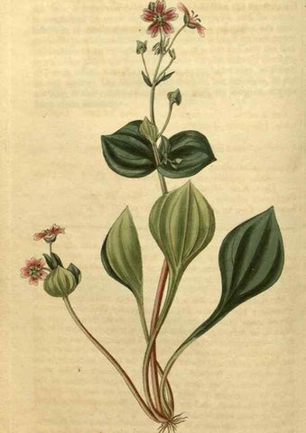 Reproducción/Reproduction 34803672080: Curtis's botanical magazine.. London ; New York [etc.] :Academic Press [etc.]