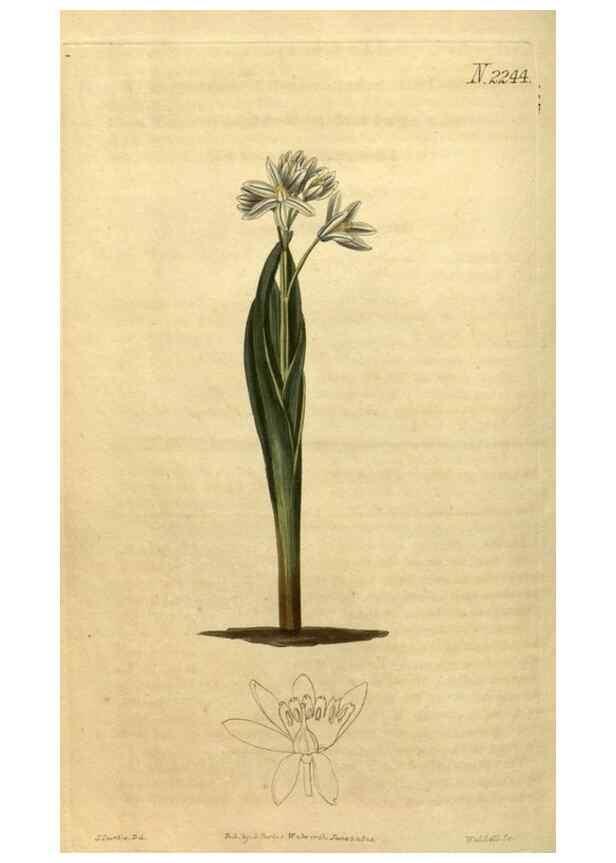 Reproducción/Reproduction 34345663084: Curtis's botanical magazine.. London ; New York [etc.] :Academic Press [etc.]