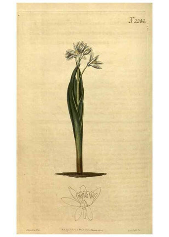 Reproducción/Reproduction 34345663084: Curtis's botanical magazine.. London ; New York [etc.] :Academic Press [etc.]