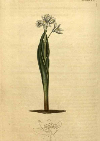 Reproducción/Reproduction 34345663084: Curtis's botanical magazine.. London ; New York [etc.] :Academic Press [etc.]